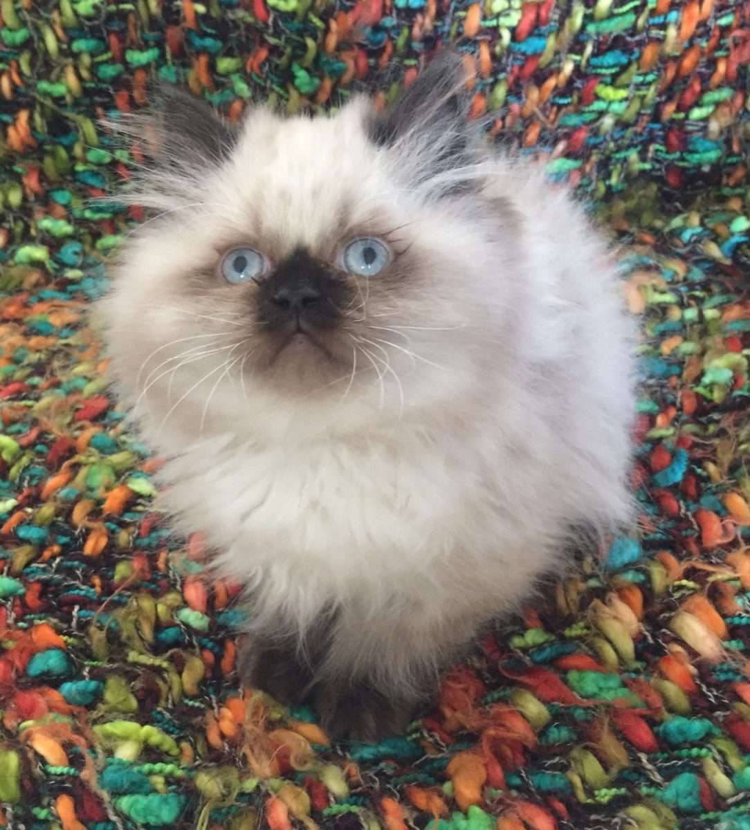" Ragdoll"  Cats For Sale