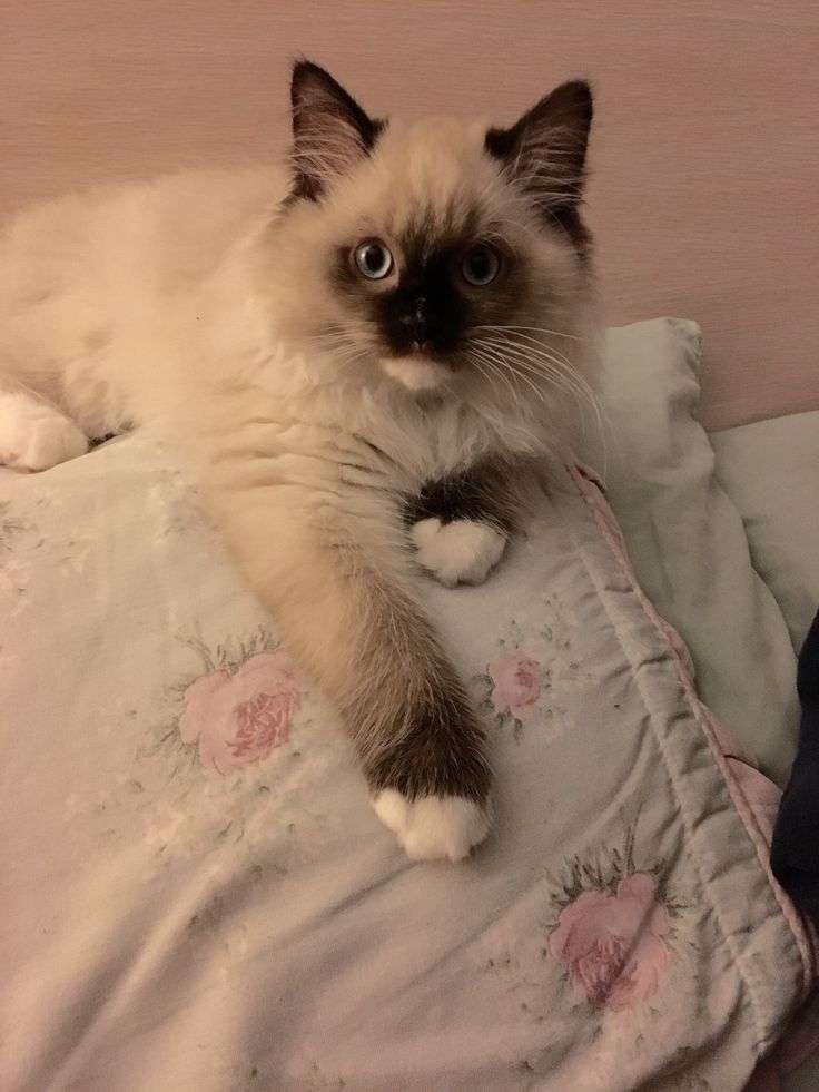 Ragdoll Kittens For Sale In Michigan For $400 â Pet and Animals Care