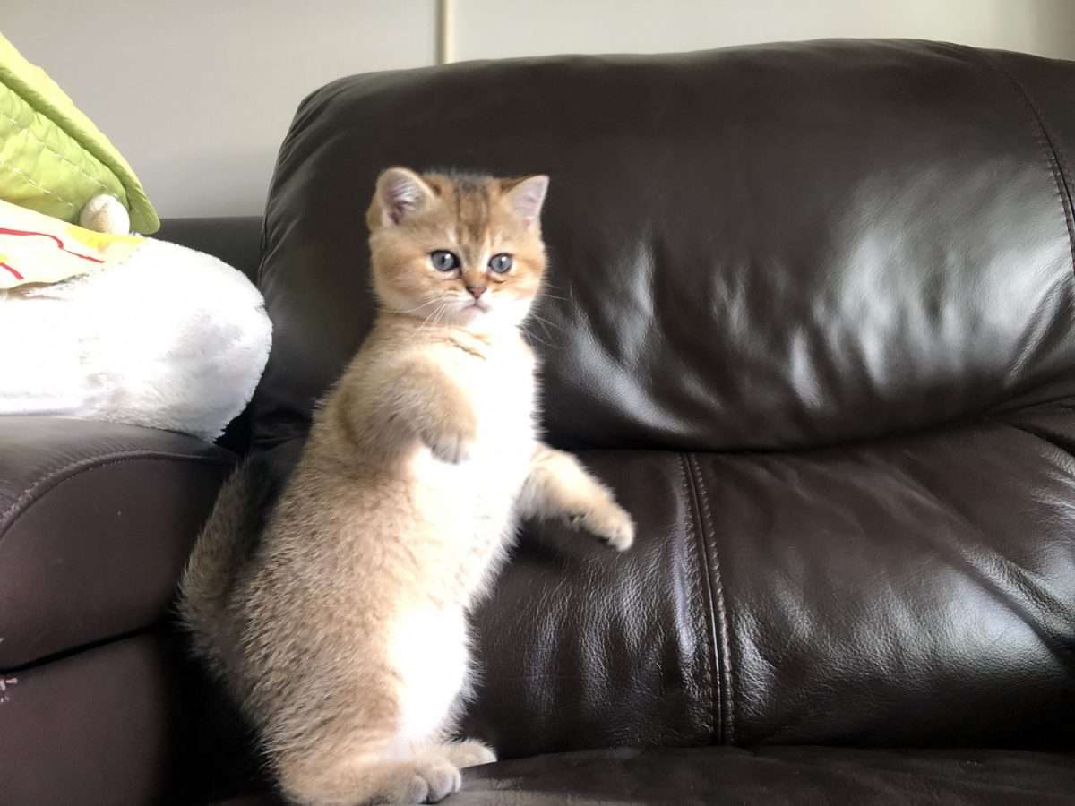 Scottish Fold Cats For Sale