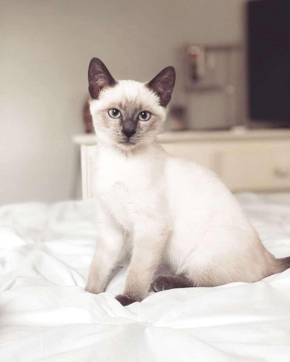 Siamese Cat for sale in UK