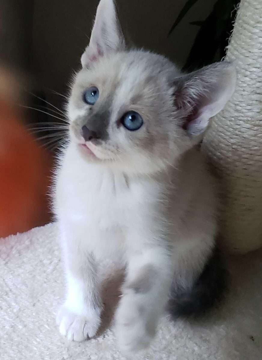Siamese Kittens For Sale Craigslist
