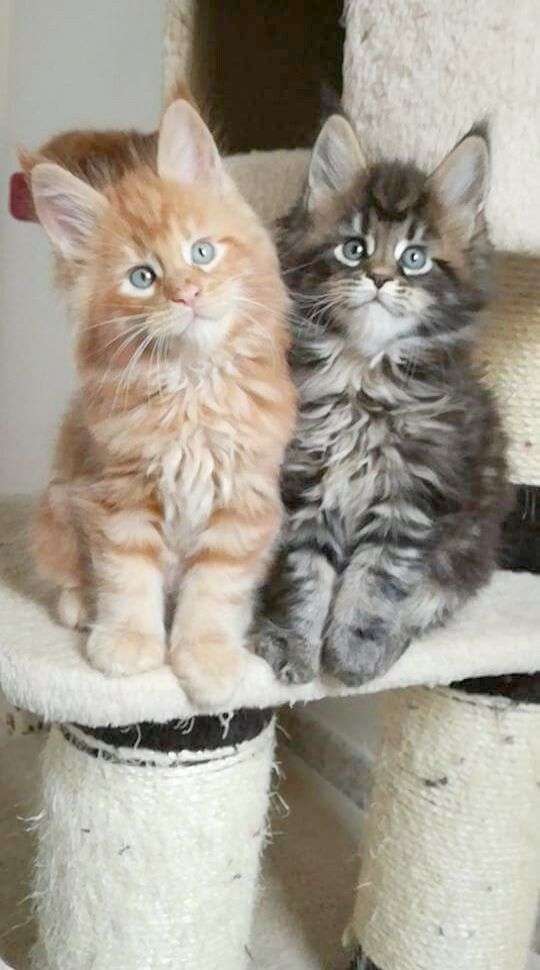 Siamese Kittens For Sale Near Me Craigslist