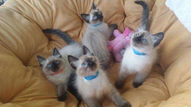 Siamese/Balinese purebred *** baby kittens for Sale in Venice, Florida ...
