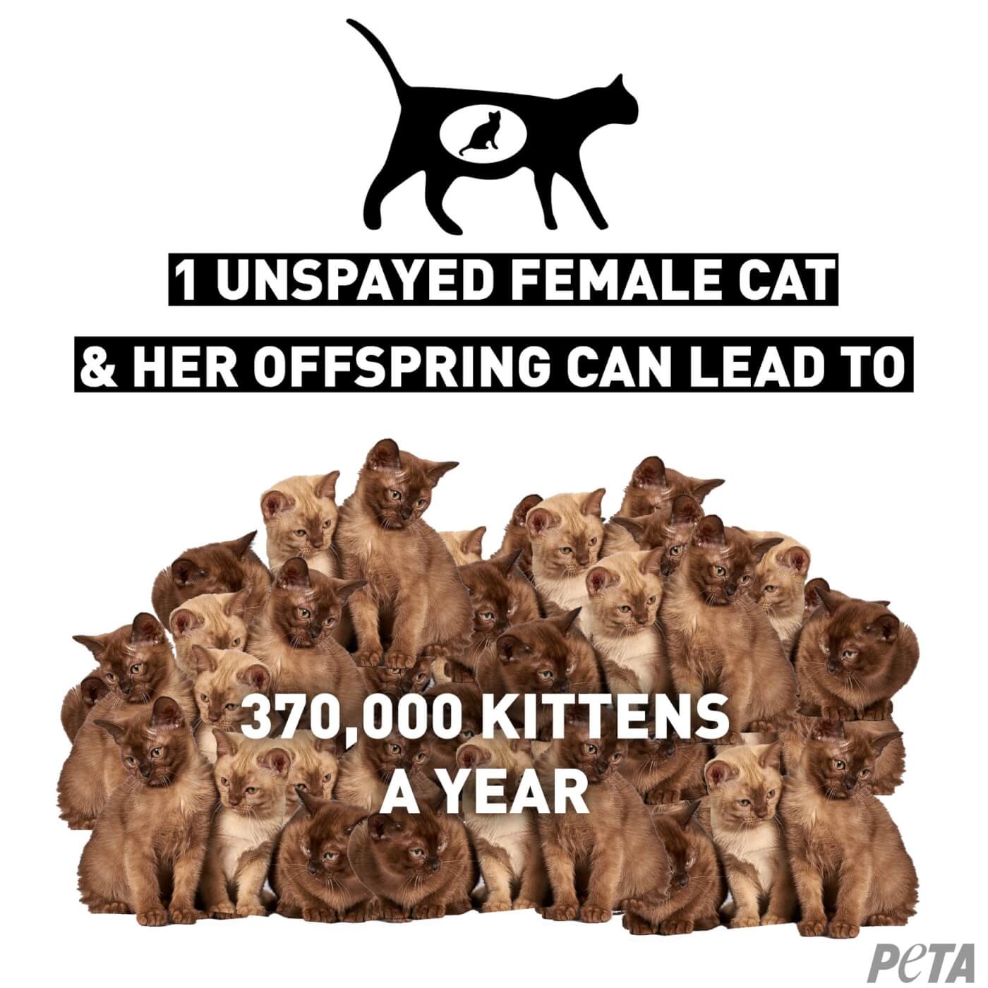 Spaying and Neutering: A Solution for Suffering