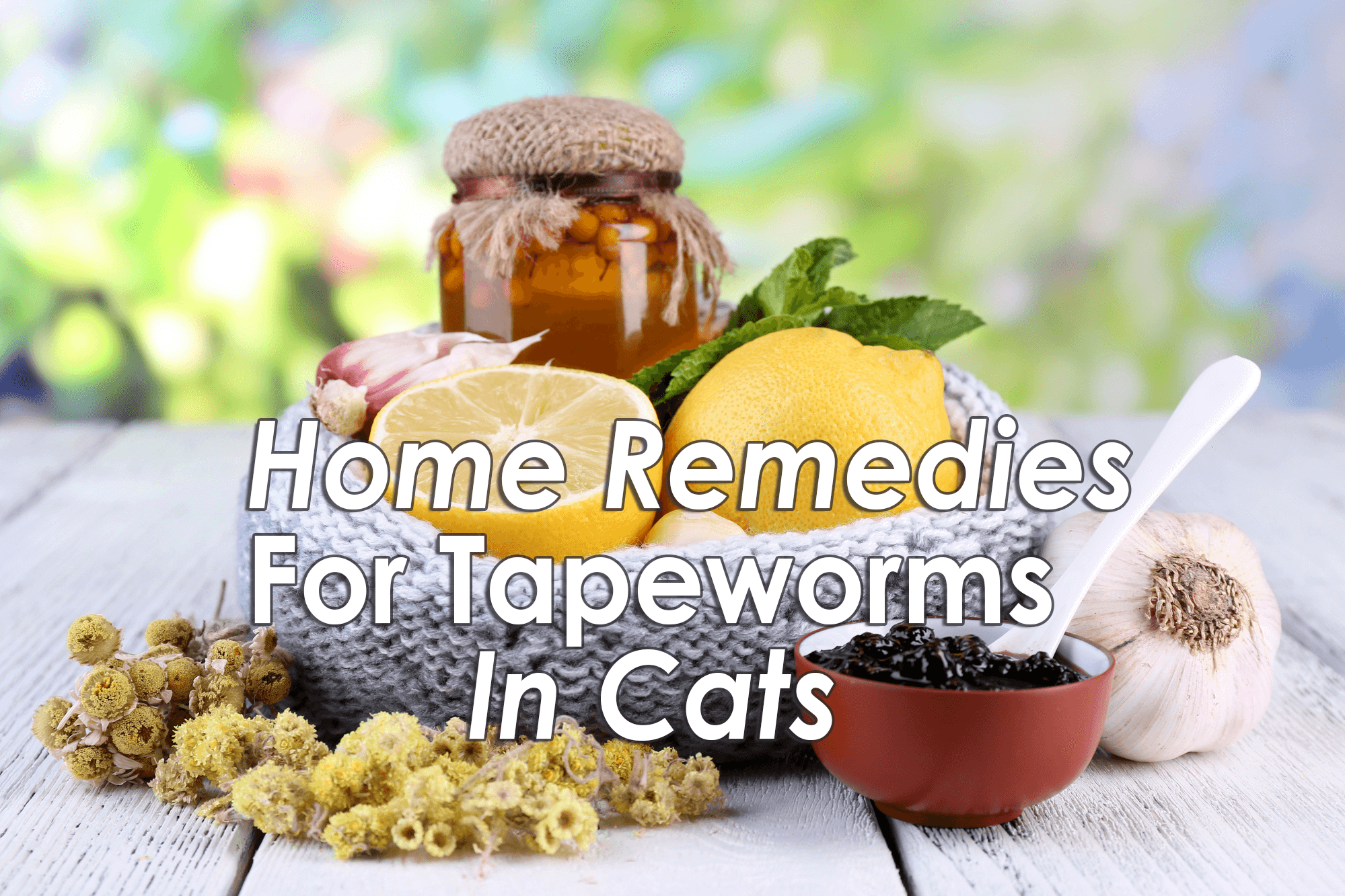 Tapeworm Removal In Cats