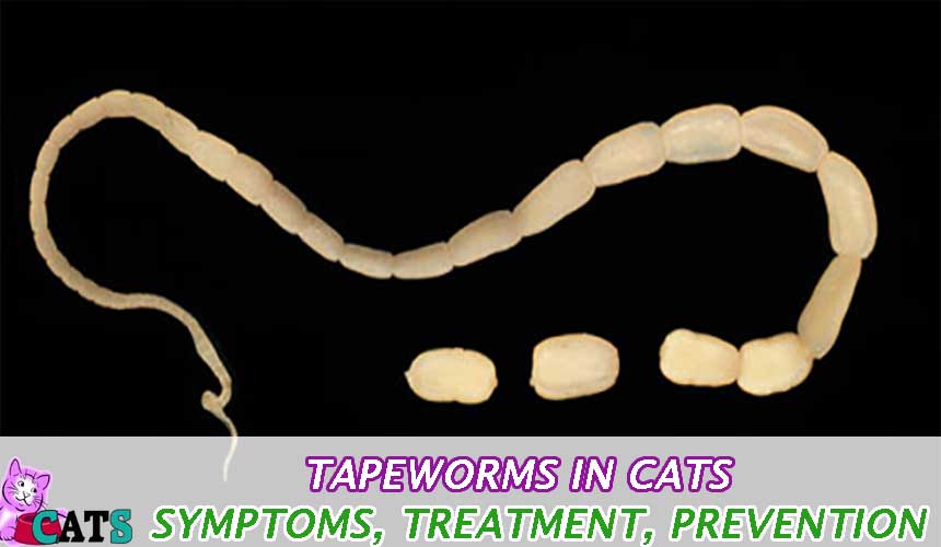 Tapeworms in Cats â Symptoms, Treatment, Prevention