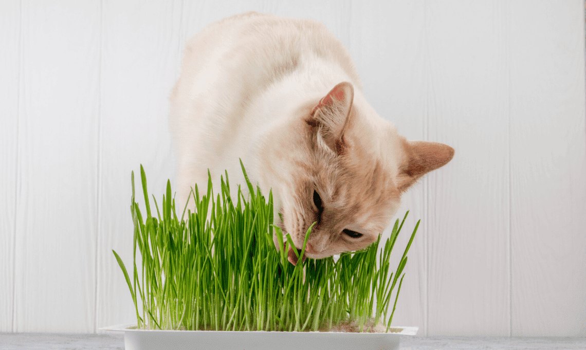 The Benefits of Cat Grass for Your Feline Friend
