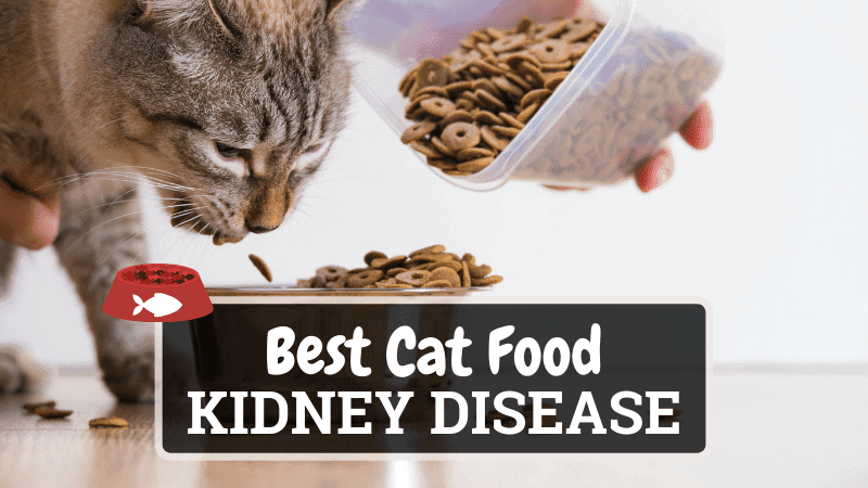 The Best Cat Food for Kidney Disease