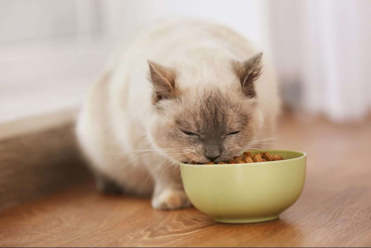 The Best Dry Cat Food of 2020  ReviewThis