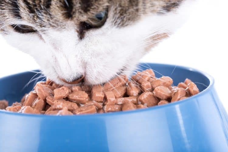 The Best High Fiber Wet Cat Food  A comprehensive Buying Guide ...