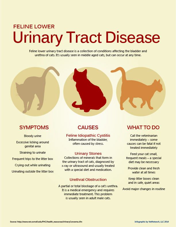 Think maybe your cat has a UTI? here are some signs, symptoms &  causes ...