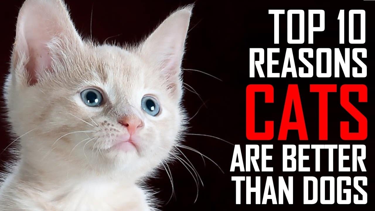 Top 10 Reasons Why Cats are Better than Dogs