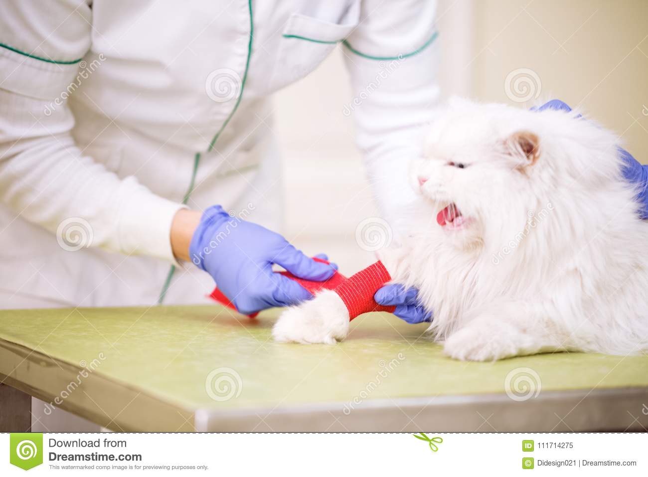 Veterinarian Puttuing Bandage To Hurt Cats Leg Stock Image