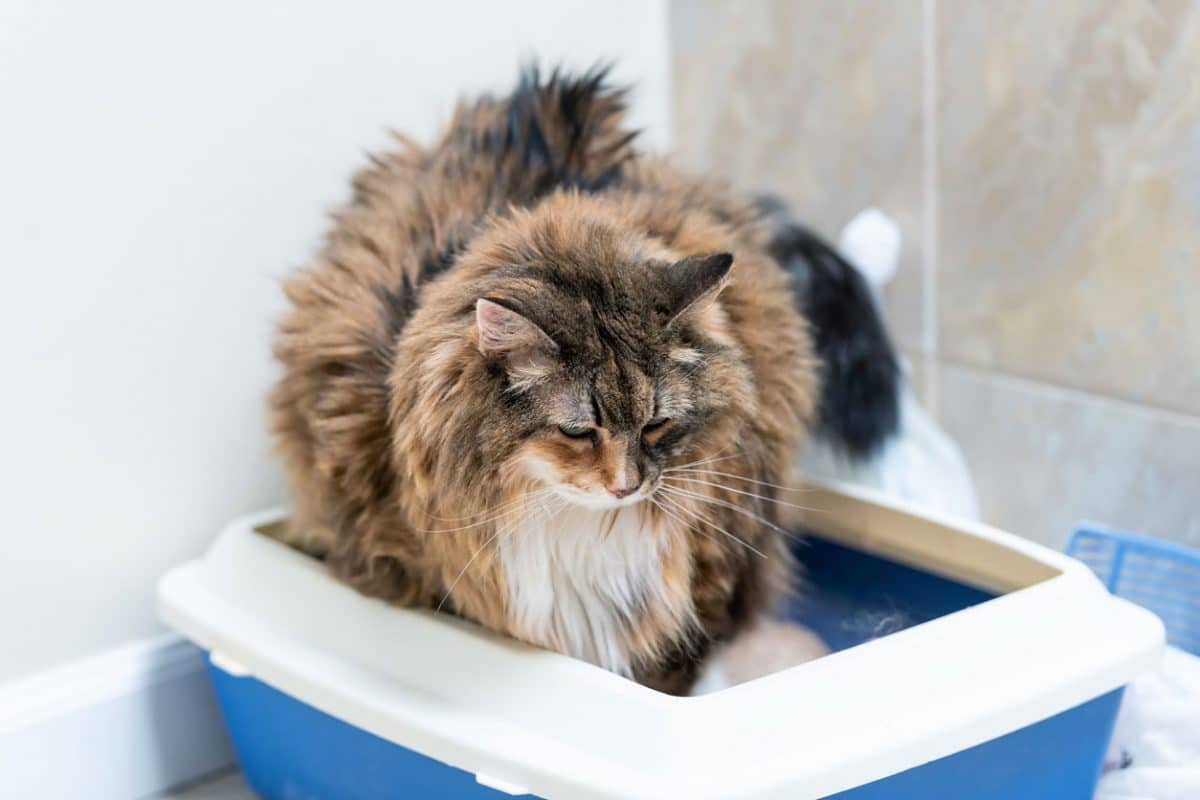 What Can i Give my Cat for Constipation?