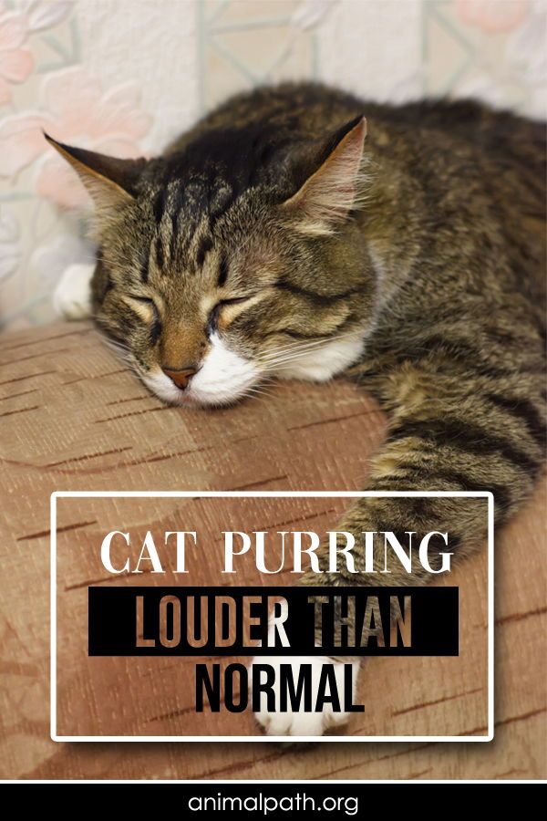 What Does It Mean When Your Cat Purrs
