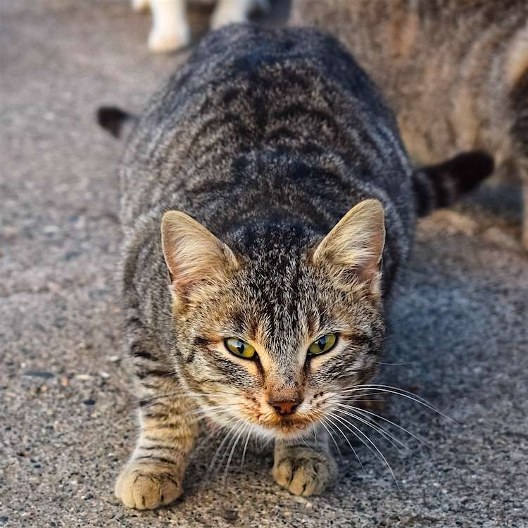 What Happens When Feral Cats Are Tamed?