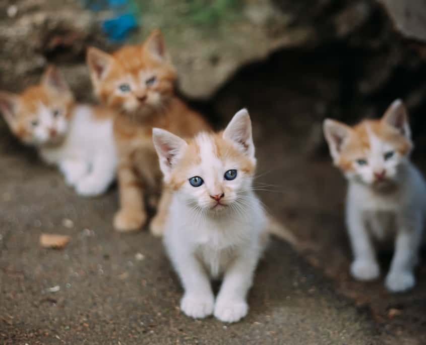 What to Do If You Find Stray Kittens â Larimer Humane Society
