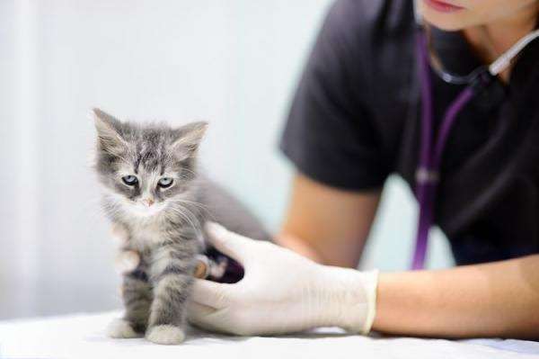 When to take the cat to the vet for the first time?