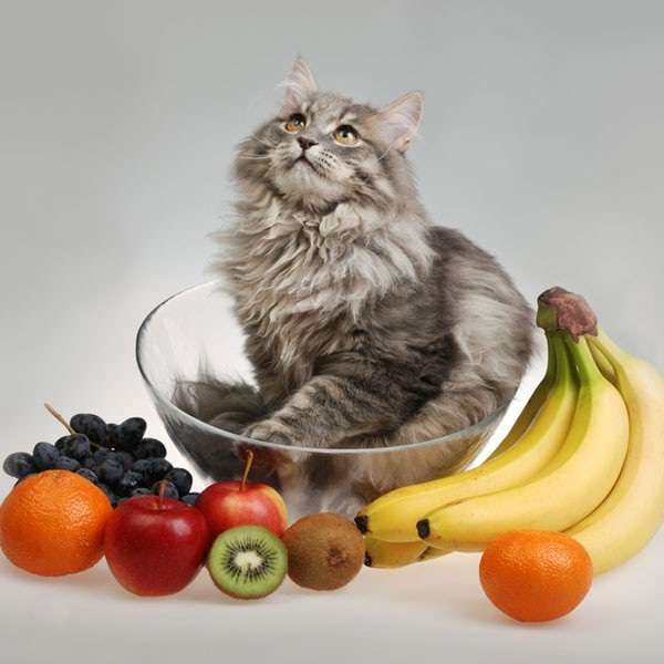 Which Fruits Can Cats Eat?