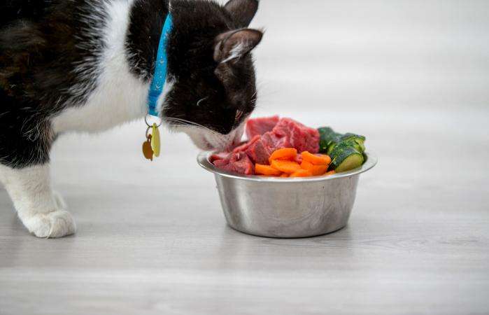 Which Table Foods Can Cats Eat?