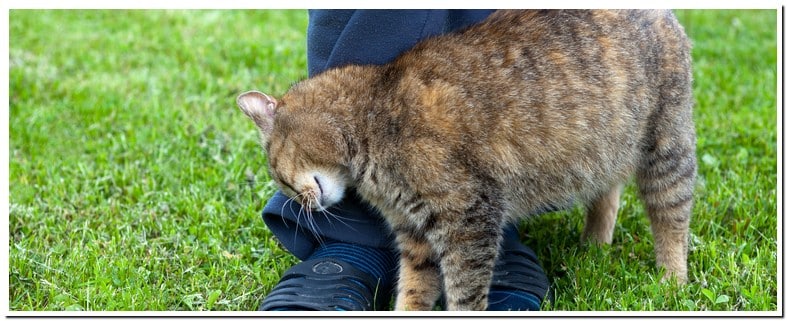 Why Cats Rub Up Against Your Legs