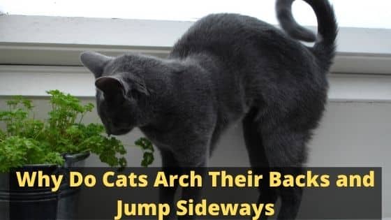 Why Do Cats Arch Their Backs and Jump Sideways