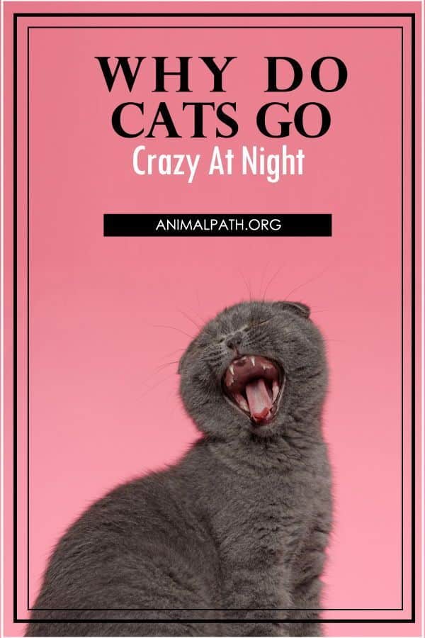 Why Do Cats Go Crazy At Night? in 2021