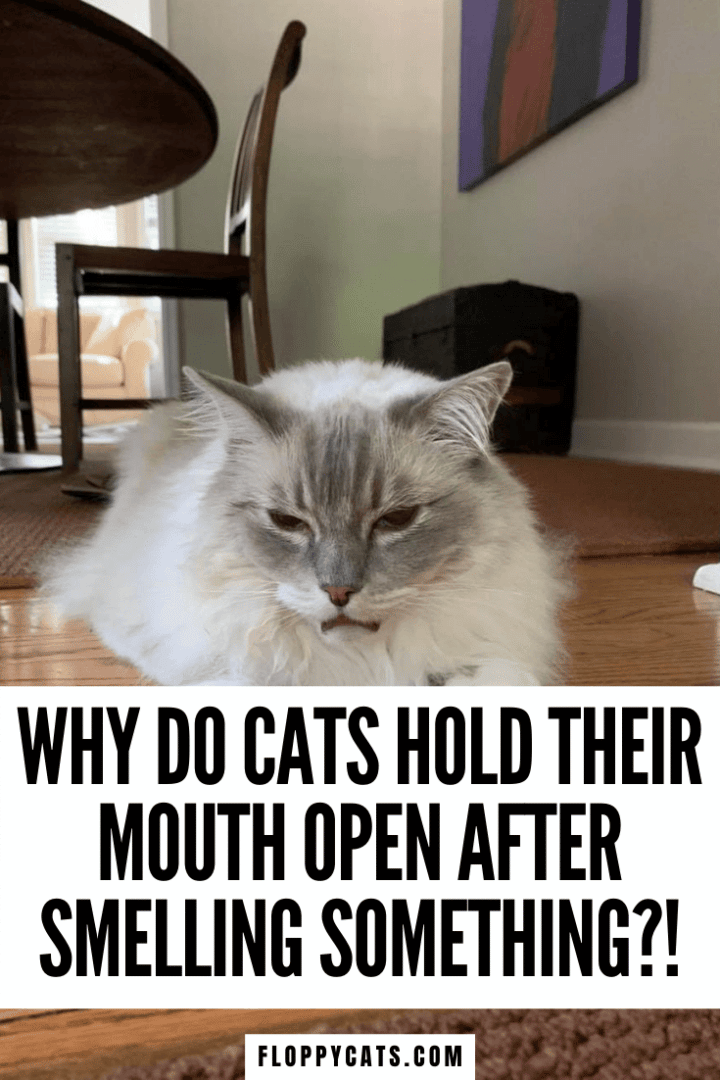 Why Do Cats Hold Their Mouths Open After Smelling? (Cat Flehmen)