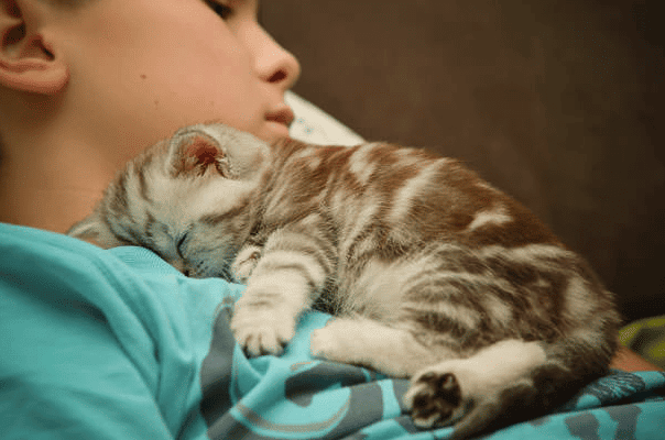Why Do Cats Like Sleeping with Their Owners?