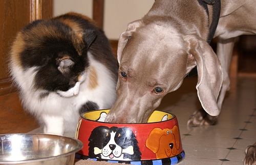 Why Do Dogs Eat Cat Food and Is it a Problem?