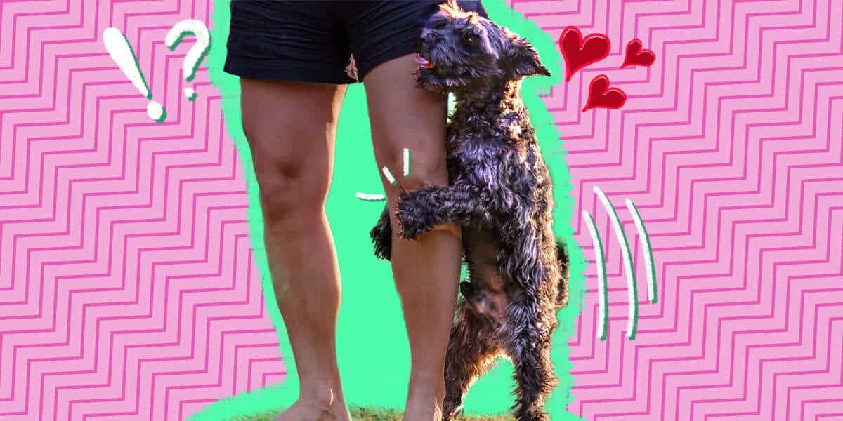Why Do Dogs Hump Everything?