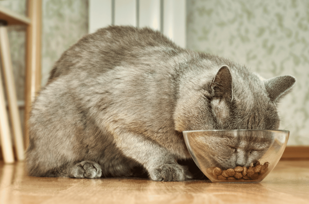 Why Does My Cat Have Diarrhea &  How Can I Prevent It?