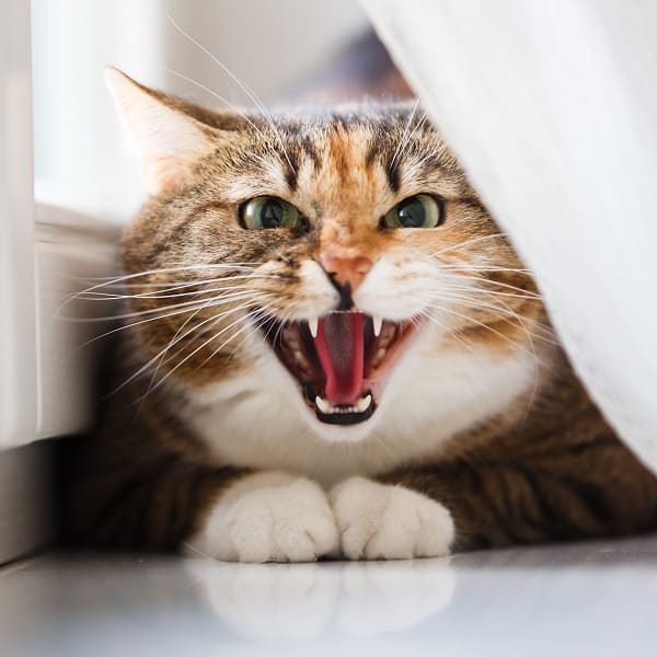 Why Does My Cat Keep Meowing? 8 Reasons