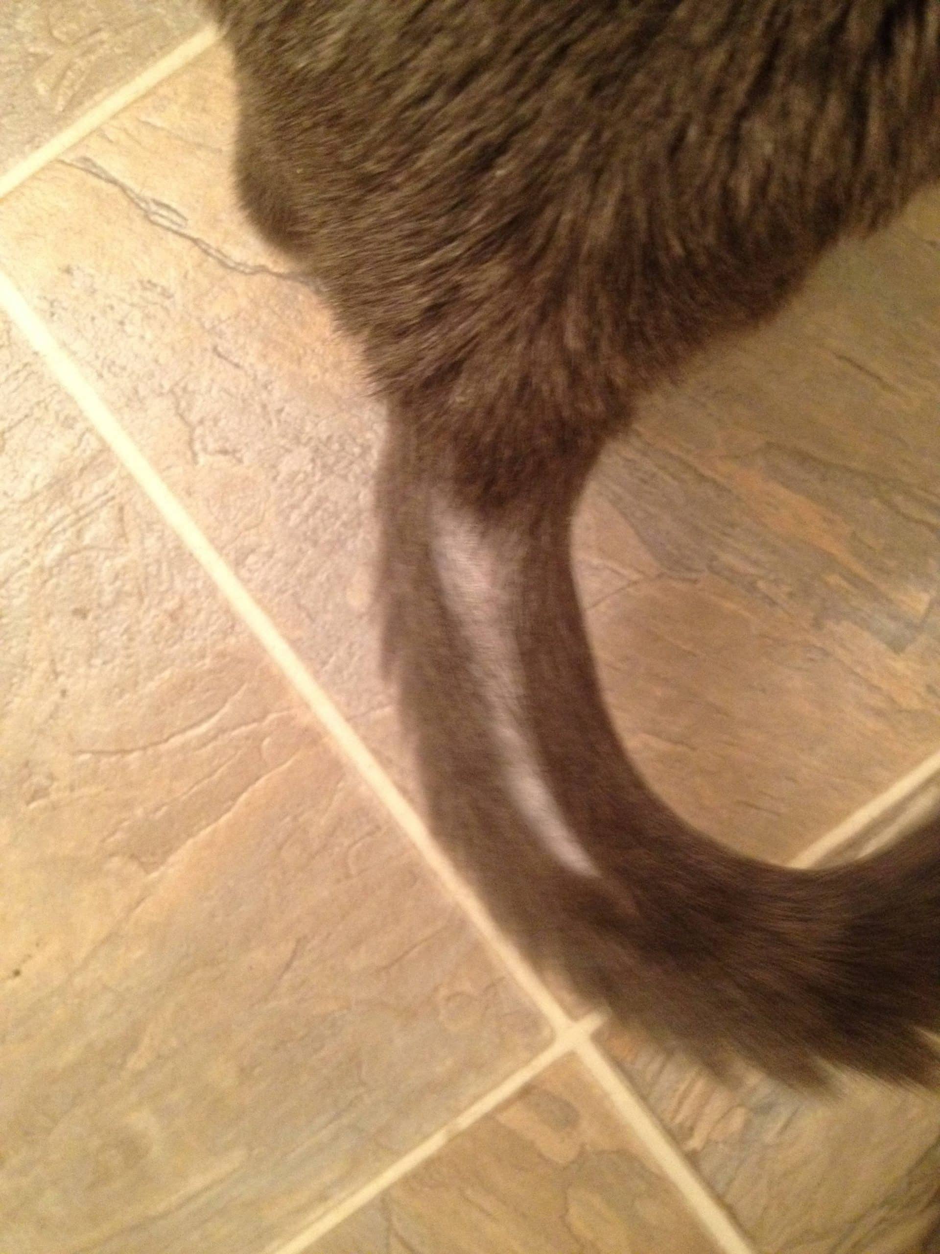Why Does My Cat Pull His Hair Out In Clumps