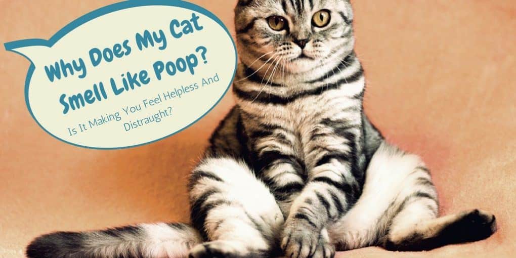 Why Does My Cat Smell Like Poop? Is It Making You Feel Helpless And ...