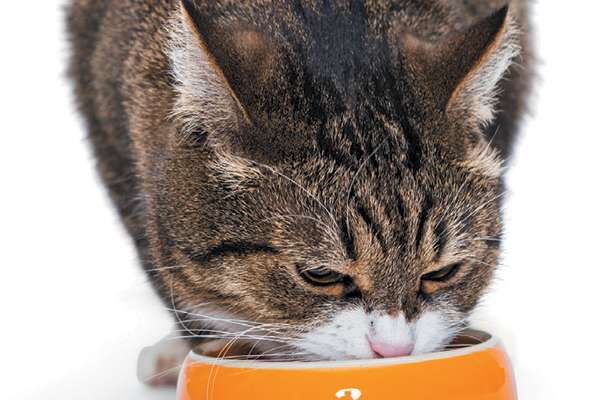 Wondering Why Your Cat Has Diarrhea? What Causes Cat Diarrhea and What ...