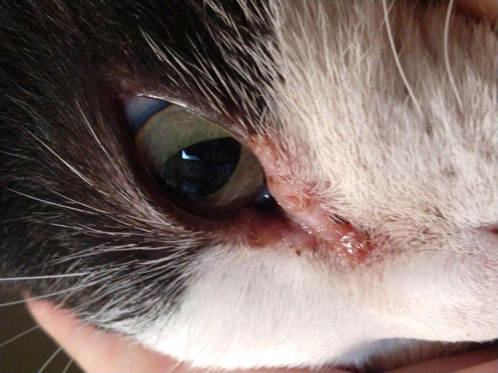 You Hello. My cat has a brown discharge coming from his left eye. I ...