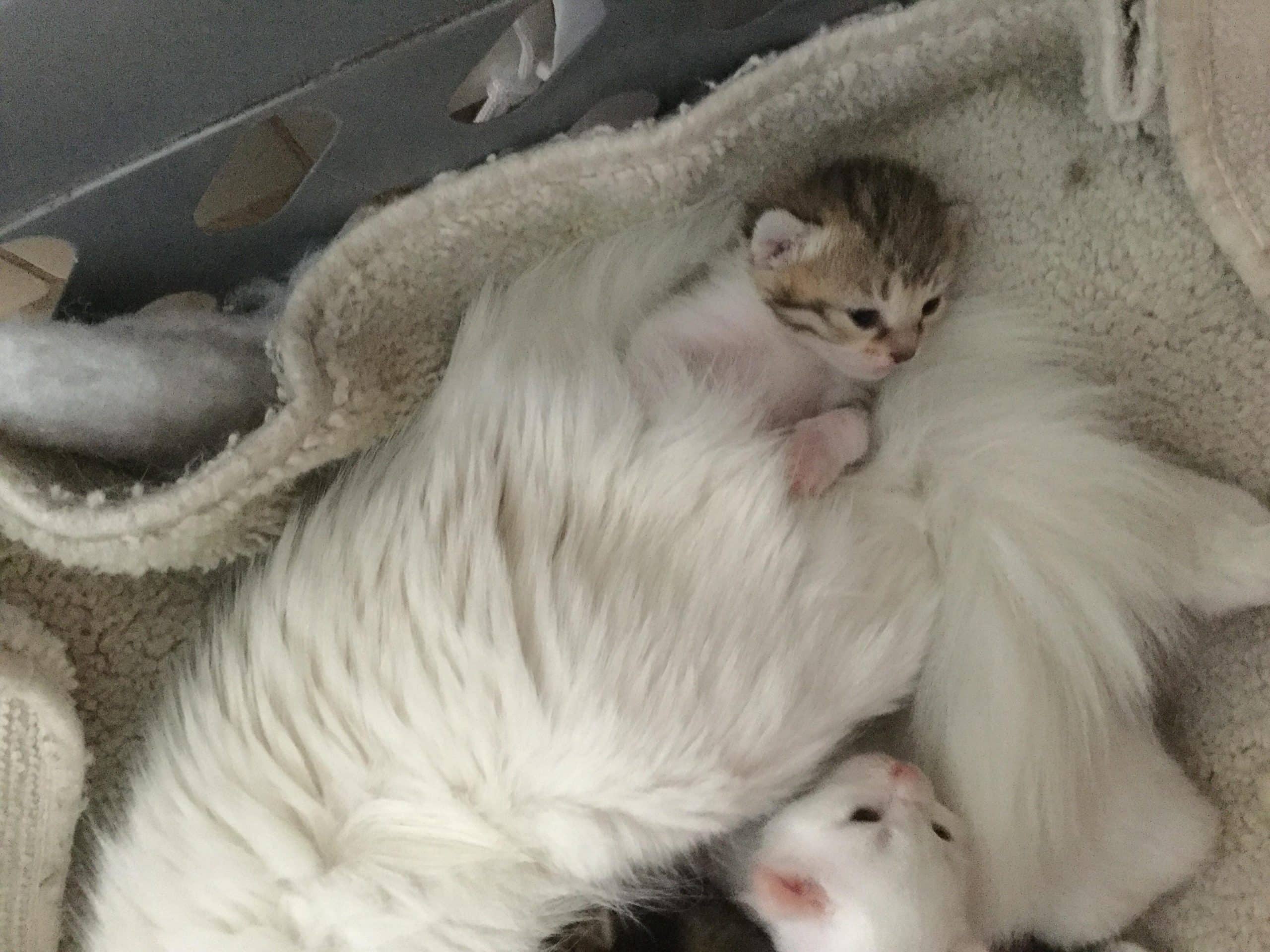 1 week old kittens : aww
