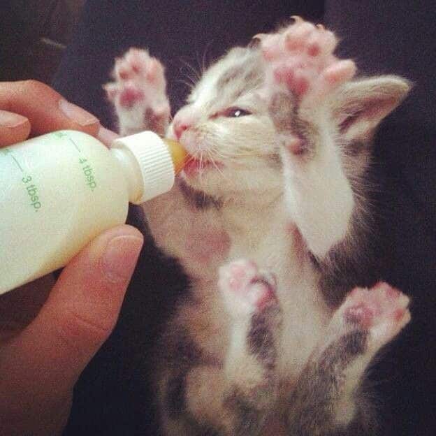 12 Adorable Kittens Enjoying Their Bottle of Milk