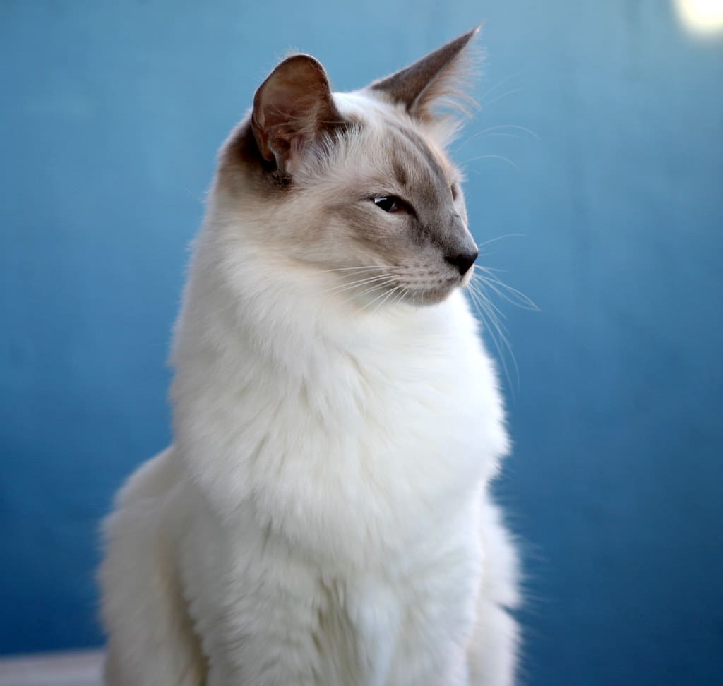 5 Mostly Hypoallergenic Cat Breeds for People with Allergies