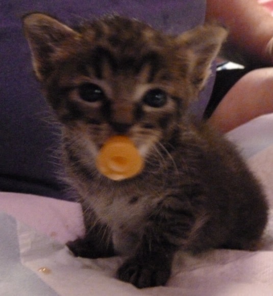 57 Best images about =^..^= Pacifier on Pinterest