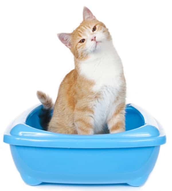 7 Strange Things My Cat Does When Using the Litter Box