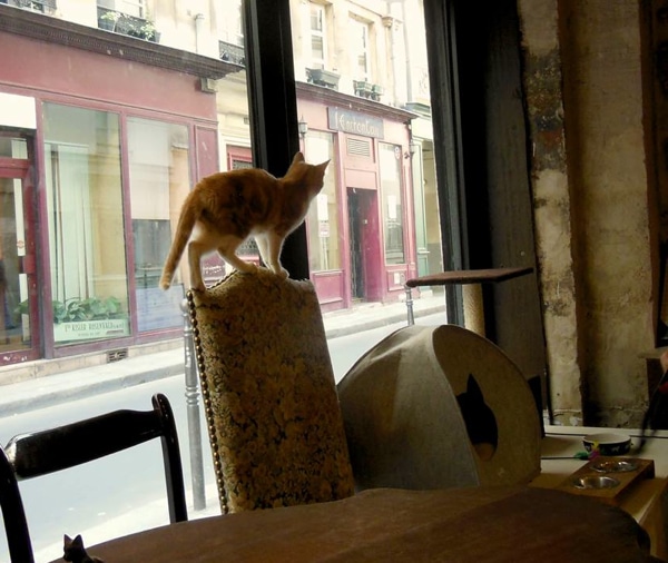 Another Cat Cafe Is Coming to San Francisco