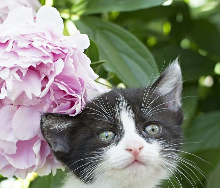 Are Cats Allergic To Peony Flowers