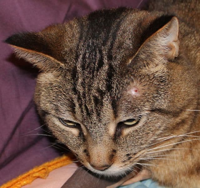 Bed Bug Bites On Cats ~ Bed Bug Get Rid