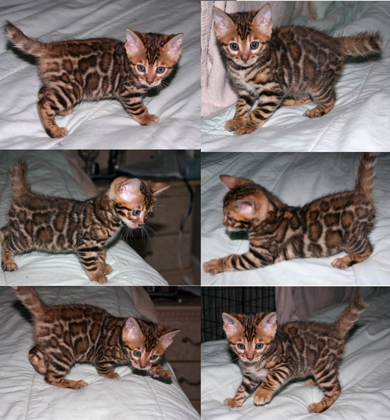 Bengal Kittens For Sale California Bengal