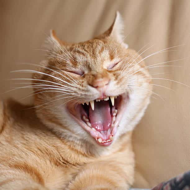 Best Cat Teeth Stock Photos, Pictures &  Royalty
