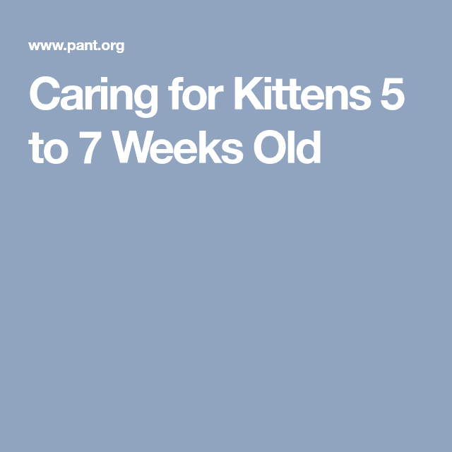 Caring for Kittens 5 to 7 Weeks Old