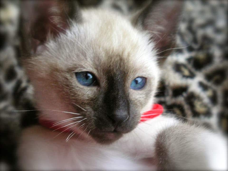 Carolina Blues Cattery Siamese Kittens for Sale: Siamese Kittens for ...