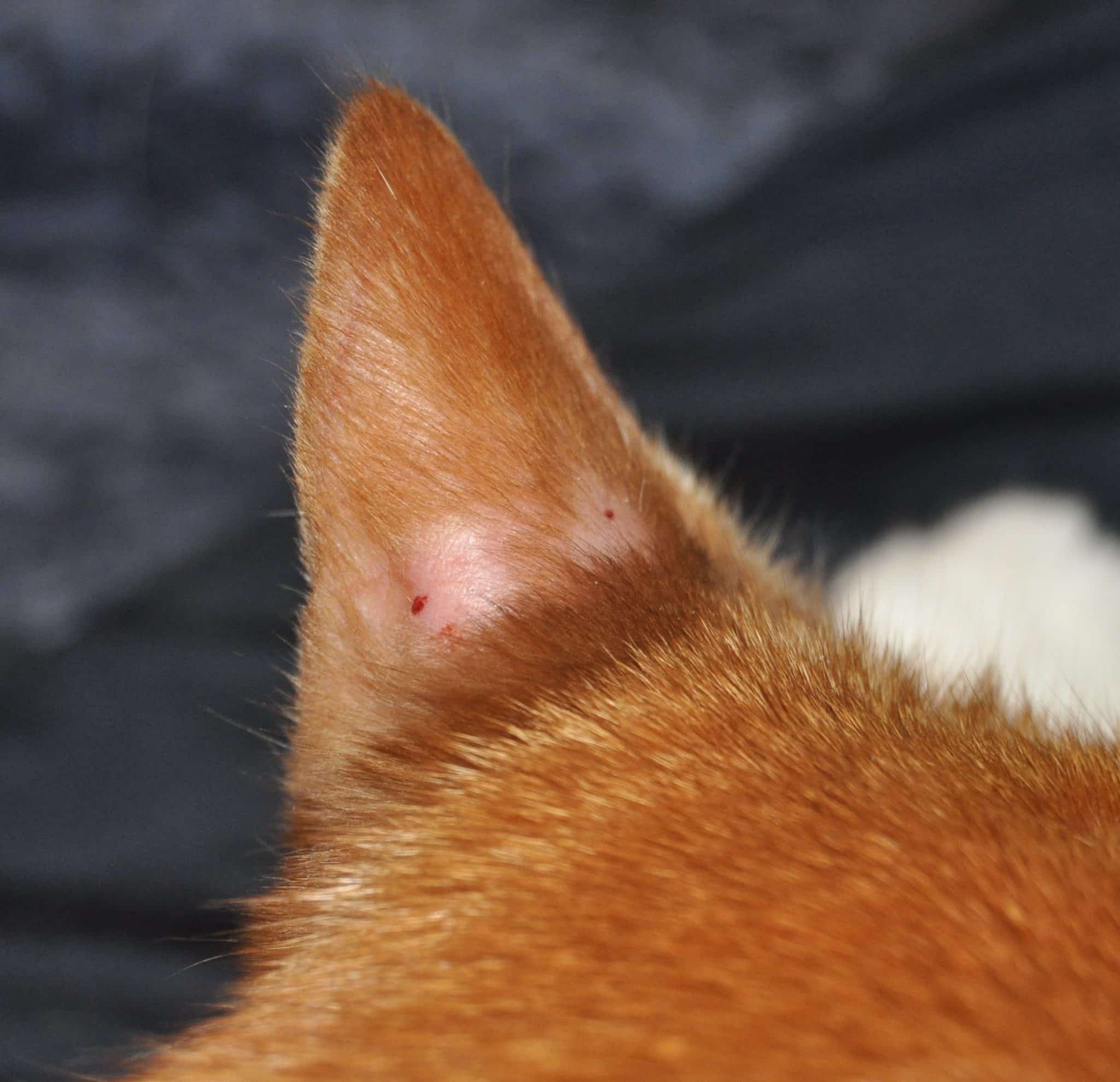 Cat Bald Ears